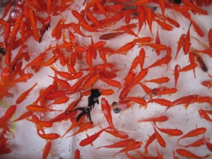 26a03d6b7e6b626e08a1d0a8ed25945a_s